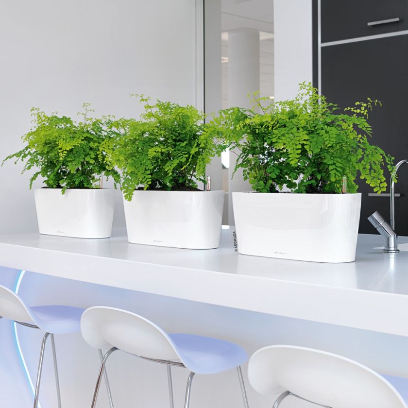 Lechuza - DELTA 10 Table planter Lechuza - DELTA 10 Table planter