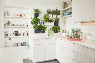 Lechuza - Green Wall Home Kit Color
