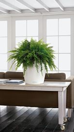 Lechuza - CLASSICO Color 35