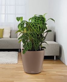 Lechuza - CLASSICO Color 43