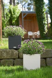Lechuza - CUBE Cottage 30