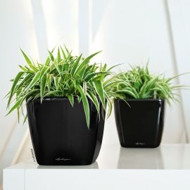 Lechuza - QUADRO Premium 21