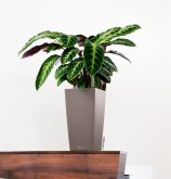 Lechuza - CUBICO Color 22