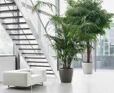 Lechuza - CLASSICO Premium 60