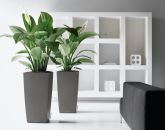 Lechuza - CUBICO Premium 50