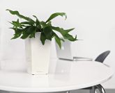 Lechuza - MAXI CUBI Table planter