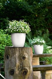 Lechuza - CLASSICO Color 28