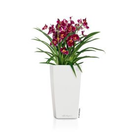 Lechuza - CUBICO Premium 22