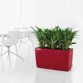 Lechuza - CARARO Premium