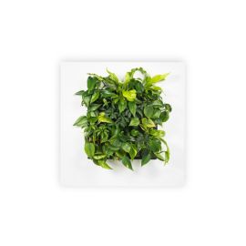 Living Picture 1s Living Picture 1s