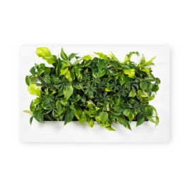 LIVING PICTURE 2S LIVING PICTURE 2S