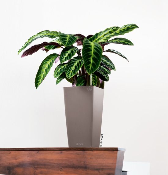 Lechuza - CUBICO Color 22 Lechuza - CUBICO Color 22