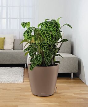 Lechuza - CLASSICO Color 43