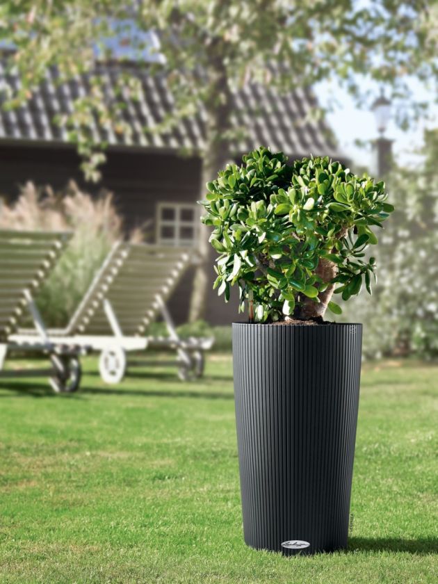 Lechuza - CILINDRO Color 23 Lechuza - CILINDRO Color 23