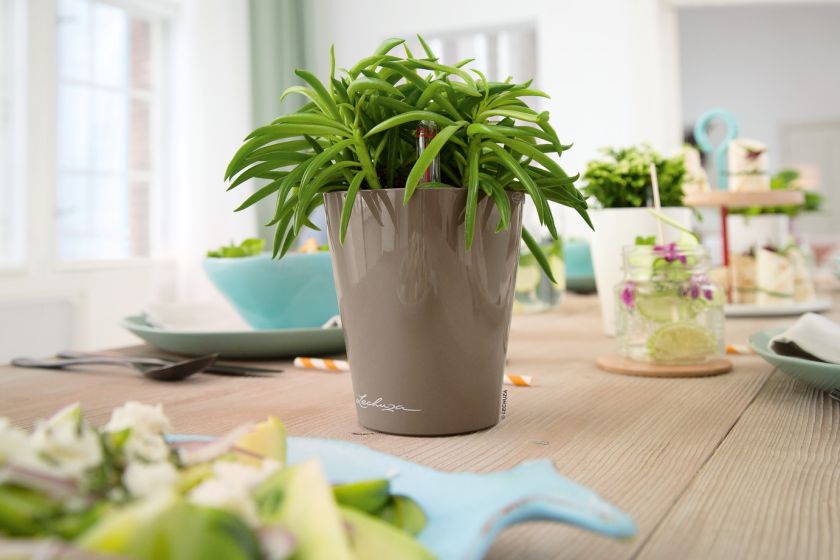 Lechuza - MINI DELTINI Table planter Lechuza - MINI DELTINI Table planter