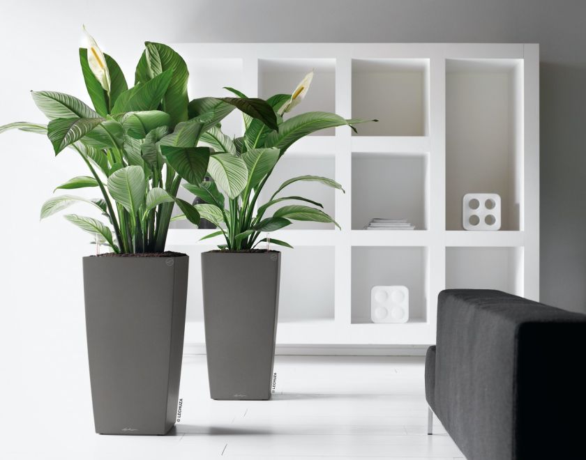 Lechuza - CUBICO Premium 50 Lechuza - CUBICO Premium 50