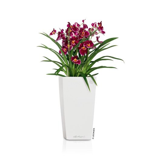 Lechuza - CUBICO Premium 22 Lechuza - CUBICO Premium 22