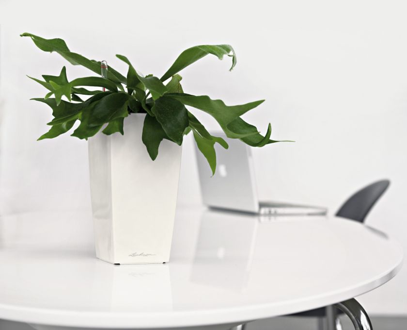 Lechuza - MAXI CUBI Table planter Lechuza - MAXI CUBI Table planter