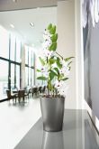 Lechuza - DELTINI Table planter