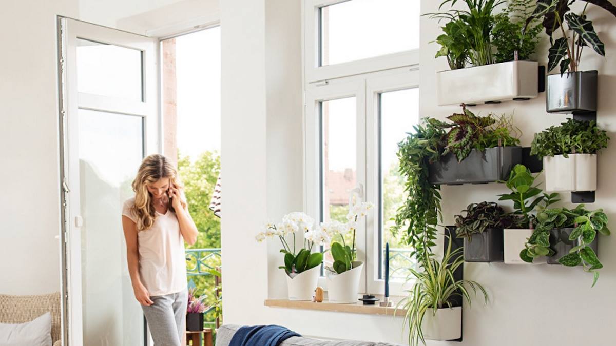 Why are your indoor plants dying?