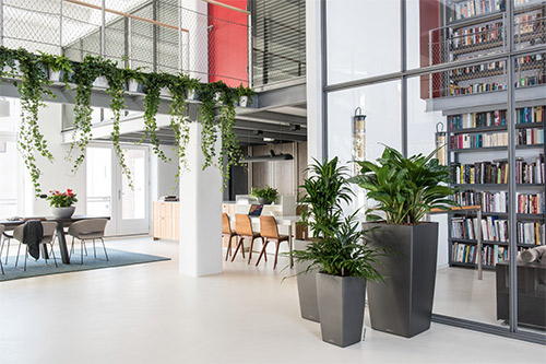 Top 5 Indoor Planter Mistakes (and How to Fix Them) Top 5 Indoor Planter Mistakes (and How to Fix Them)