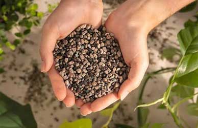 Which Lechuza Substrate Is Right for Your Plant?