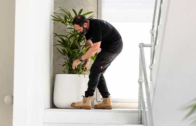 How to Repot a Plant into a Lechuza Self-Watering Planter