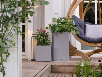 How to Keep Plants Alive During Water Restrictions