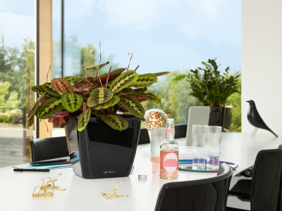 Gardening in Australia’s Heat: How Self-Watering Planters Make It Easy