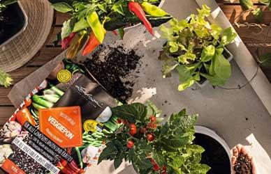 How to Grow Herbs and Vegetables in Planters at Home