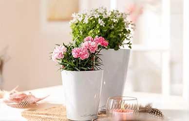 What Other Indoor Plant Pot Suppliers Won't Tell You