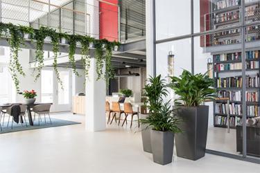 Top 5 Indoor Planter Mistakes (and How to Fix Them)