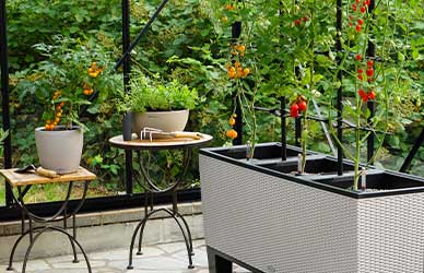 The Secret to Healthy Indoor Plants (It's Simpler Than You Think)