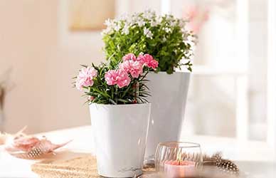 What Other Indoor Plant Pot Suppliers Won't Tell You